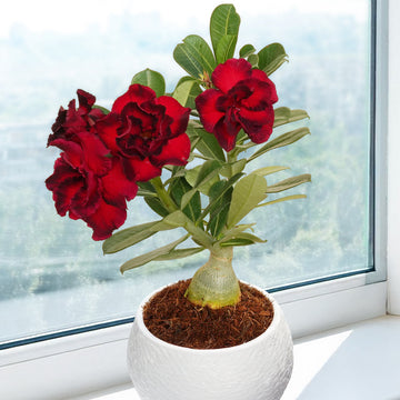 Desert Rose 'Mumbai Volcano'