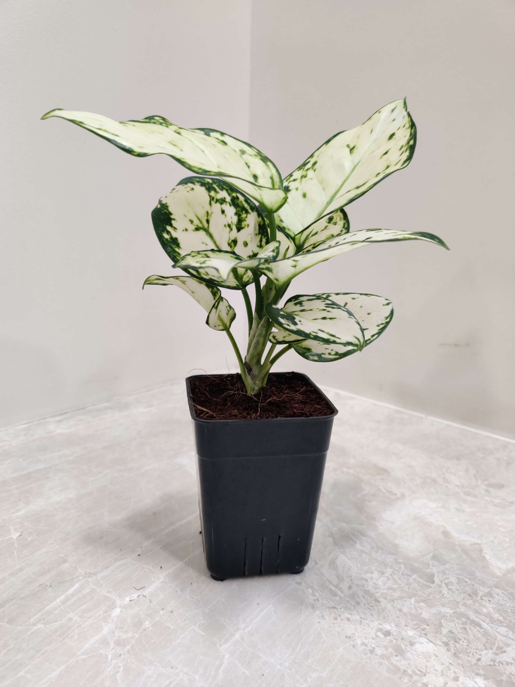 Aglaonema Super White Plant 7 Cm Pot