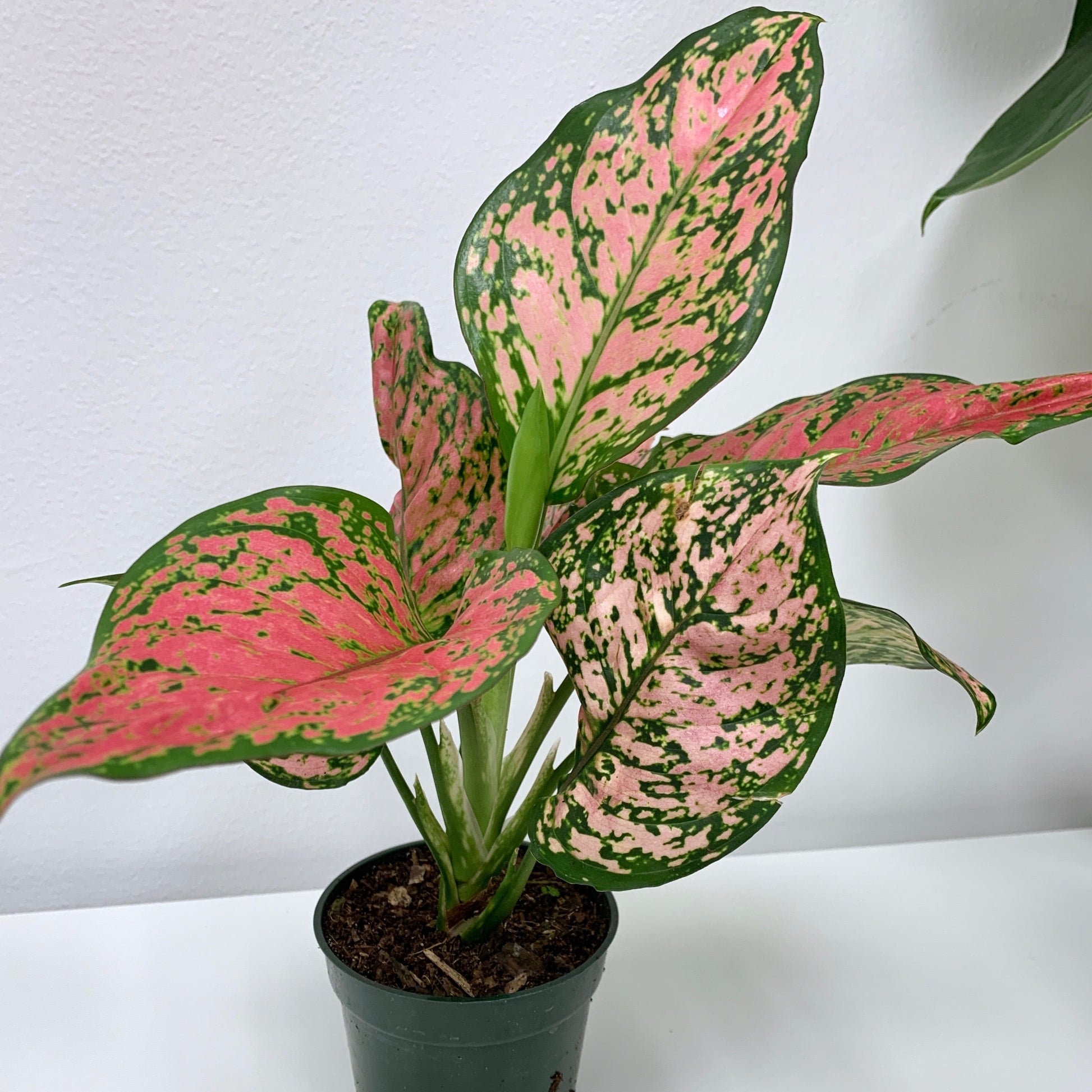 Aglaonema Pink 'Ruby Ray' - 4 Inch - Outside In