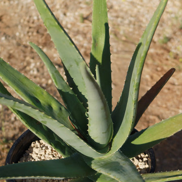Close-up of Aloe Vera (Aloe barbadensis 'miller') with thick, pointed green leaves in a pot on a gravelly outdoor surface.