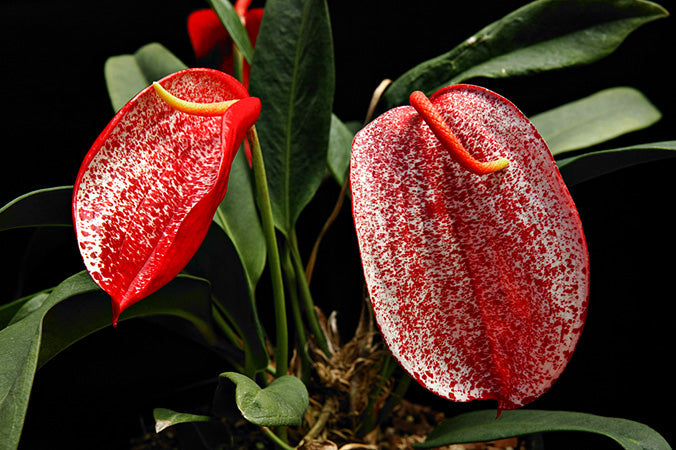 Anthurium Scherzerianum 'Rothschildianum'