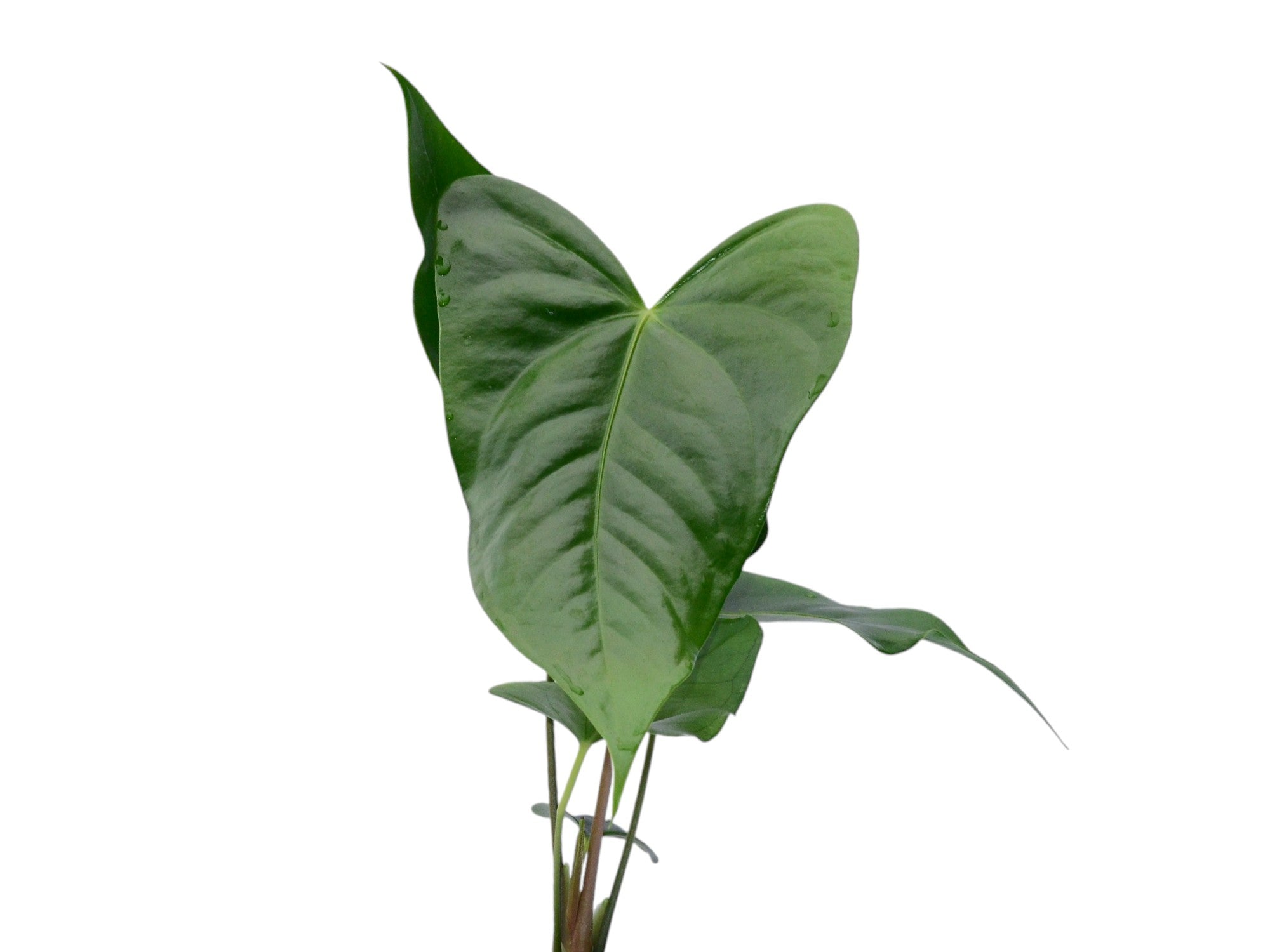 Anthurium Black Coral Gigi