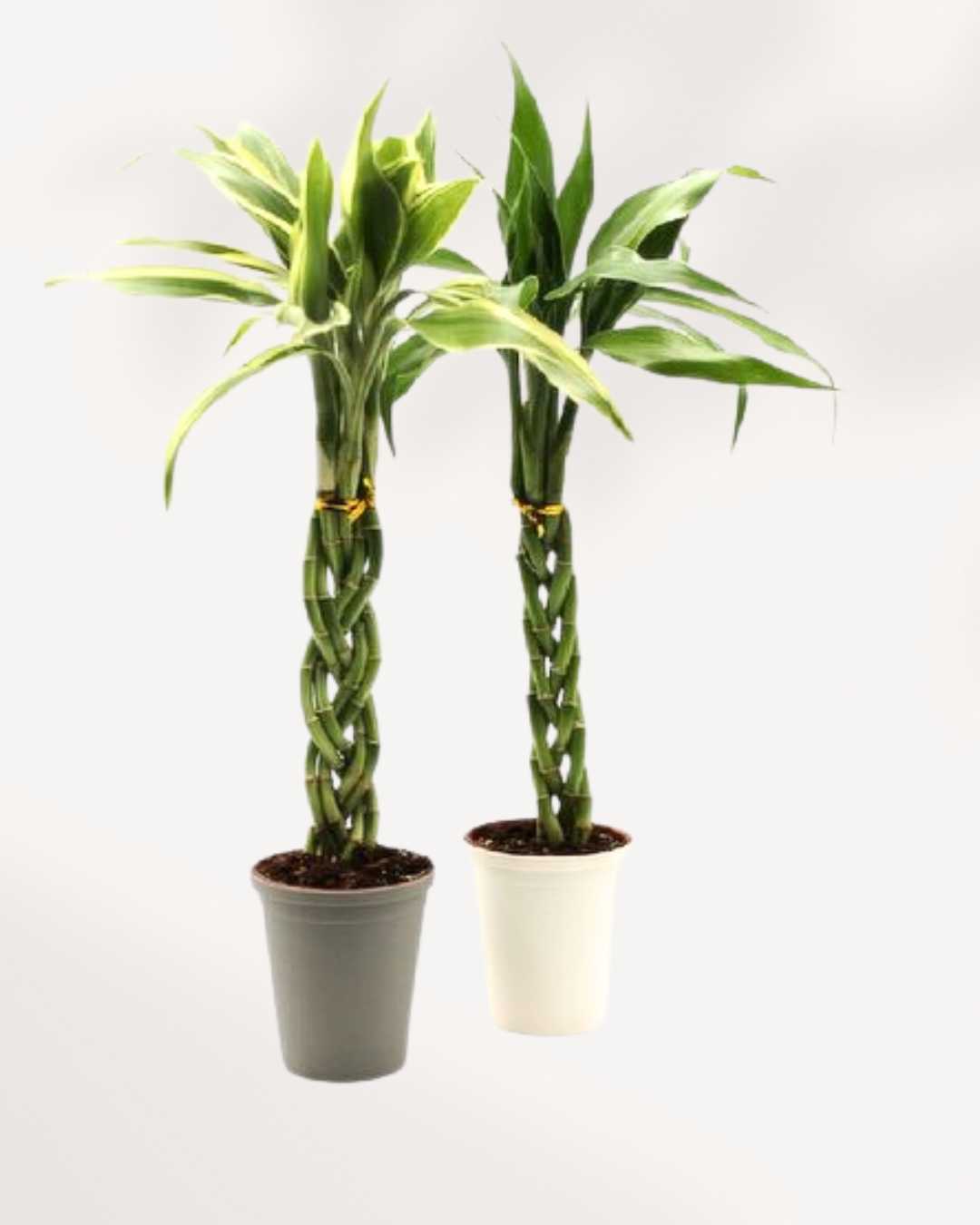 Lucky Bamboo