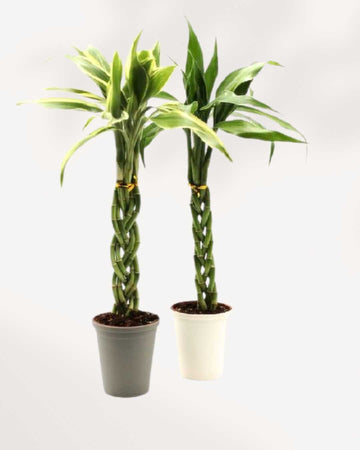 Lucky Bamboo