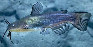 Black Bullhead Catfish (Ameiurus melas)