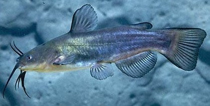 Black Bullhead Catfish (Ameiurus melas)