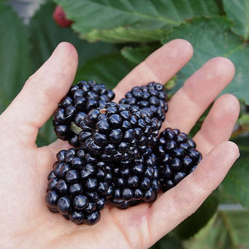 dt-brown Blackberry Mont Blanc Plant