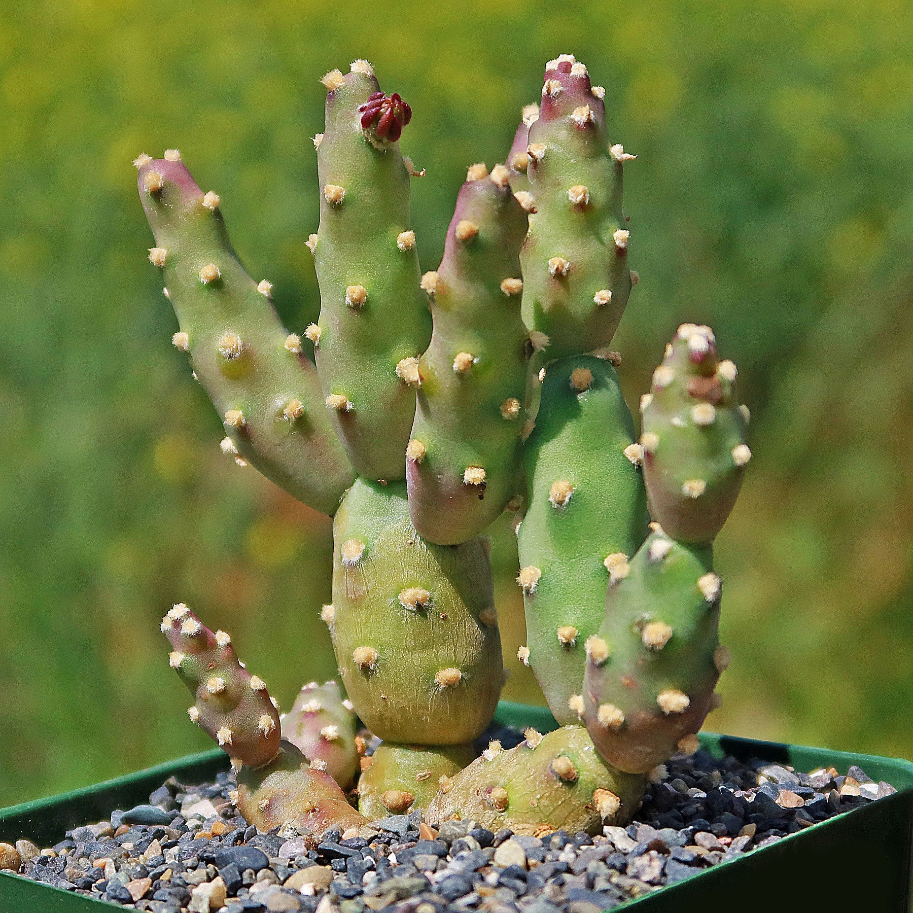 The Brittle Prickly Pear (Opuntia fragilis) cactus with upright green stems and yellow spines in a pot against a blurred background.