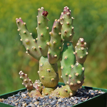 The Brittle Prickly Pear (Opuntia fragilis) cactus with upright green stems and yellow spines in a pot against a blurred background.