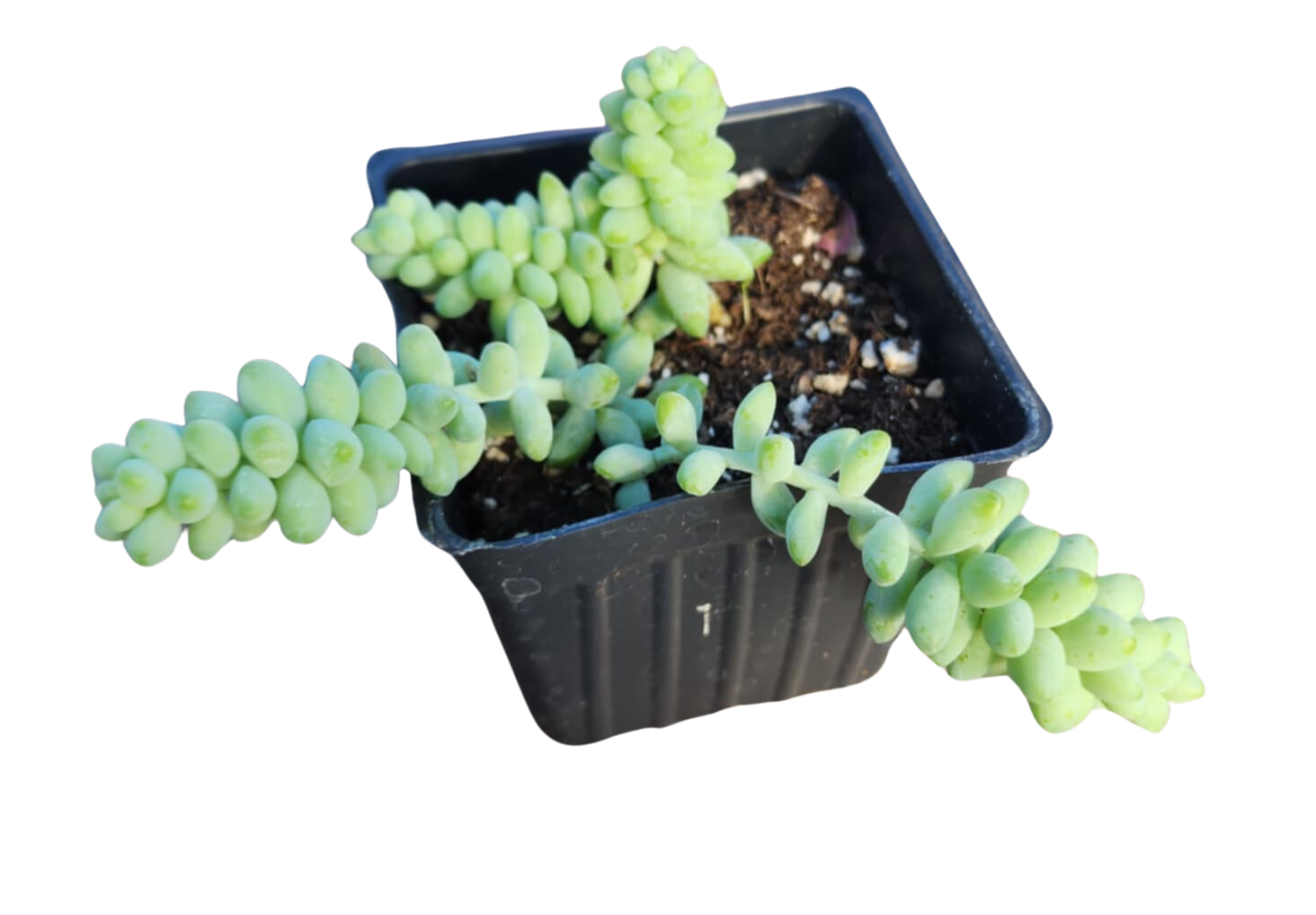 The Burro's Tail (Sedum morganianum) Plant by Smoke Camp Crafts is an organic succulent with thick, pale green leaves in a 2.5-inch black plastic pot, perfect as a unique houseplant.