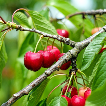 Close-up of ripe dark red Sweetheart cherries growing on a branch