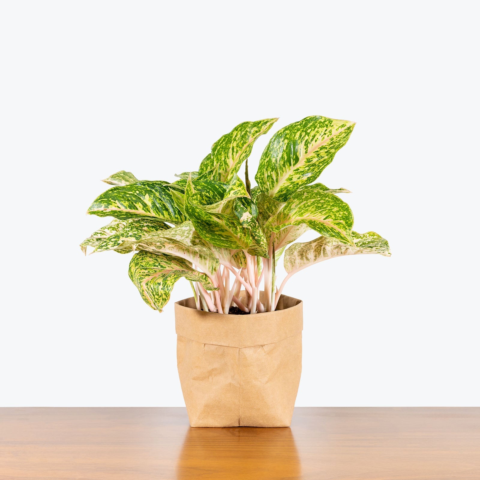 Chinese Evergreen Sparkling Sarah | Aglaonema Sparkling Sarah | Care Guide and Pro Tips - Delivery from Toronto across Canada - JOMO Studio