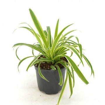 Chlorophytum comosum 'Ocean' (Spider Plant)