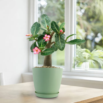 A Desert Rose (Adenium obesum) with lush green leaves and pink blooms sits on a light wooden table by a sunny window with outdoor greenery.