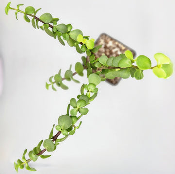 Portulacaria afra - Mini Jade / Elephant Bush