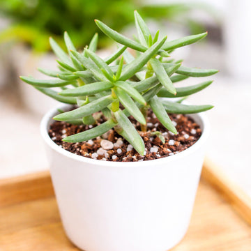 buy crassula tetragona miniature pine live succulent 2 inch online, upright branching pine-like form with bright forest green needle leaves, woody stems with brown bark texture