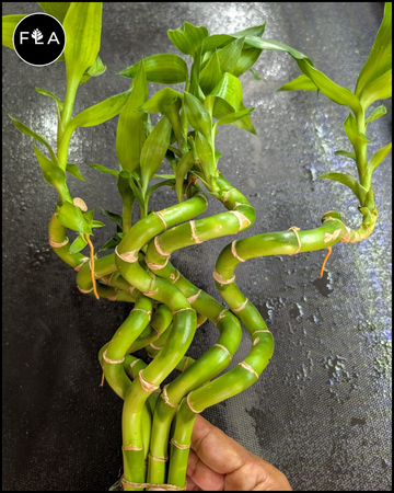 3 Large Curly Bamboo plants