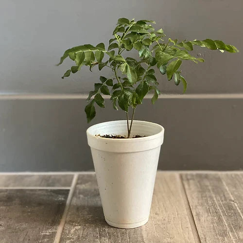 Curry Leaf Plant