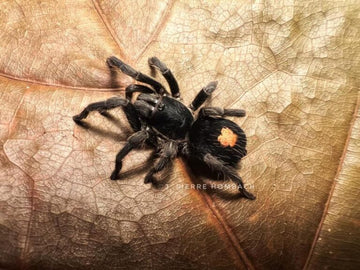 Cyriocosmus sp. 'Oronegro' (Golden Heart Dwarf Tarantula)