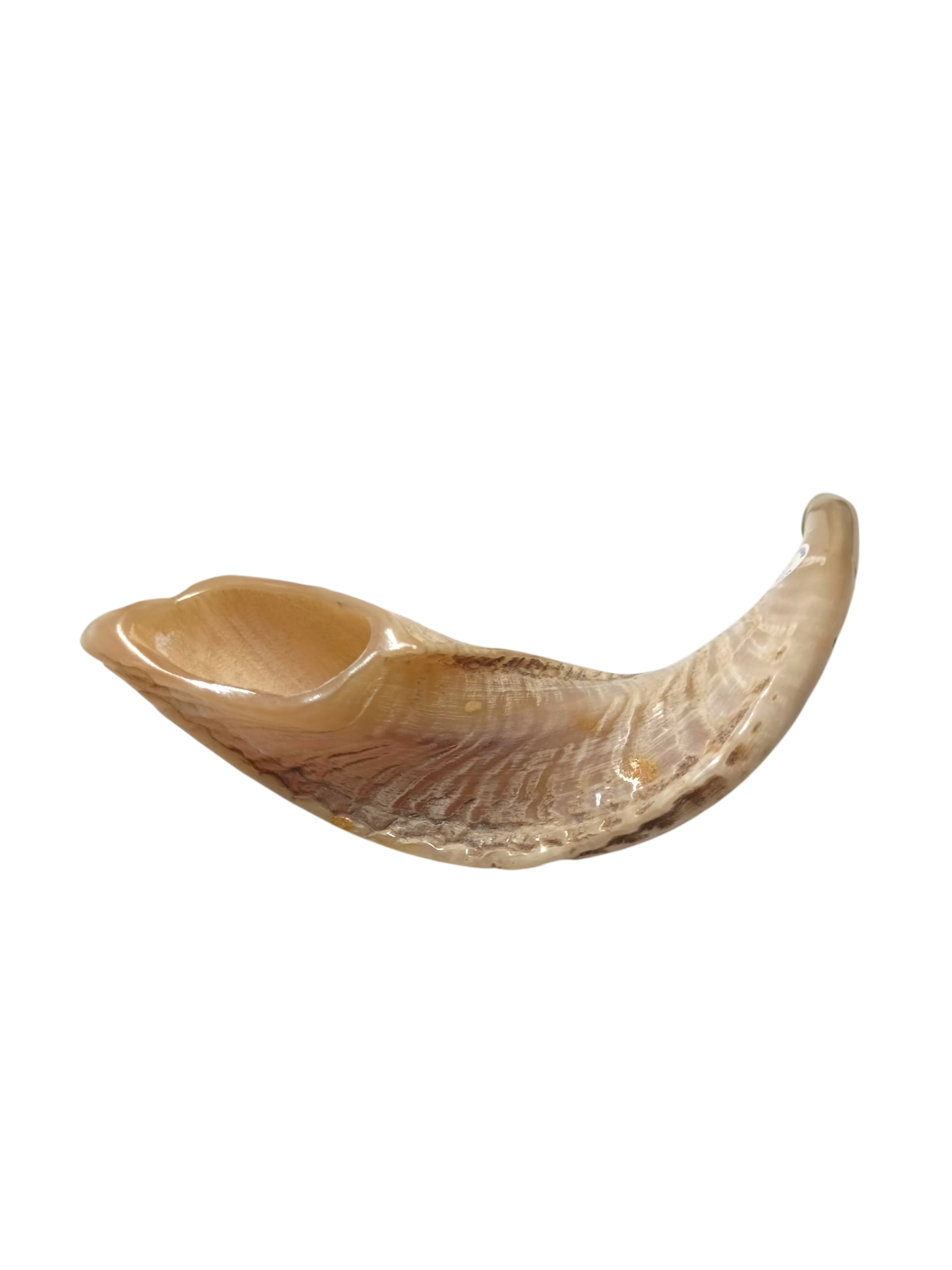 Natural Kosher Ram’s Horn Shofar