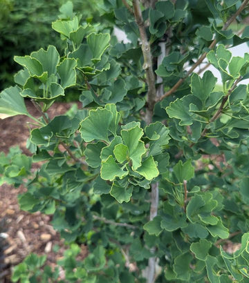 GINKGO BILOBA `SKINNY FIT`