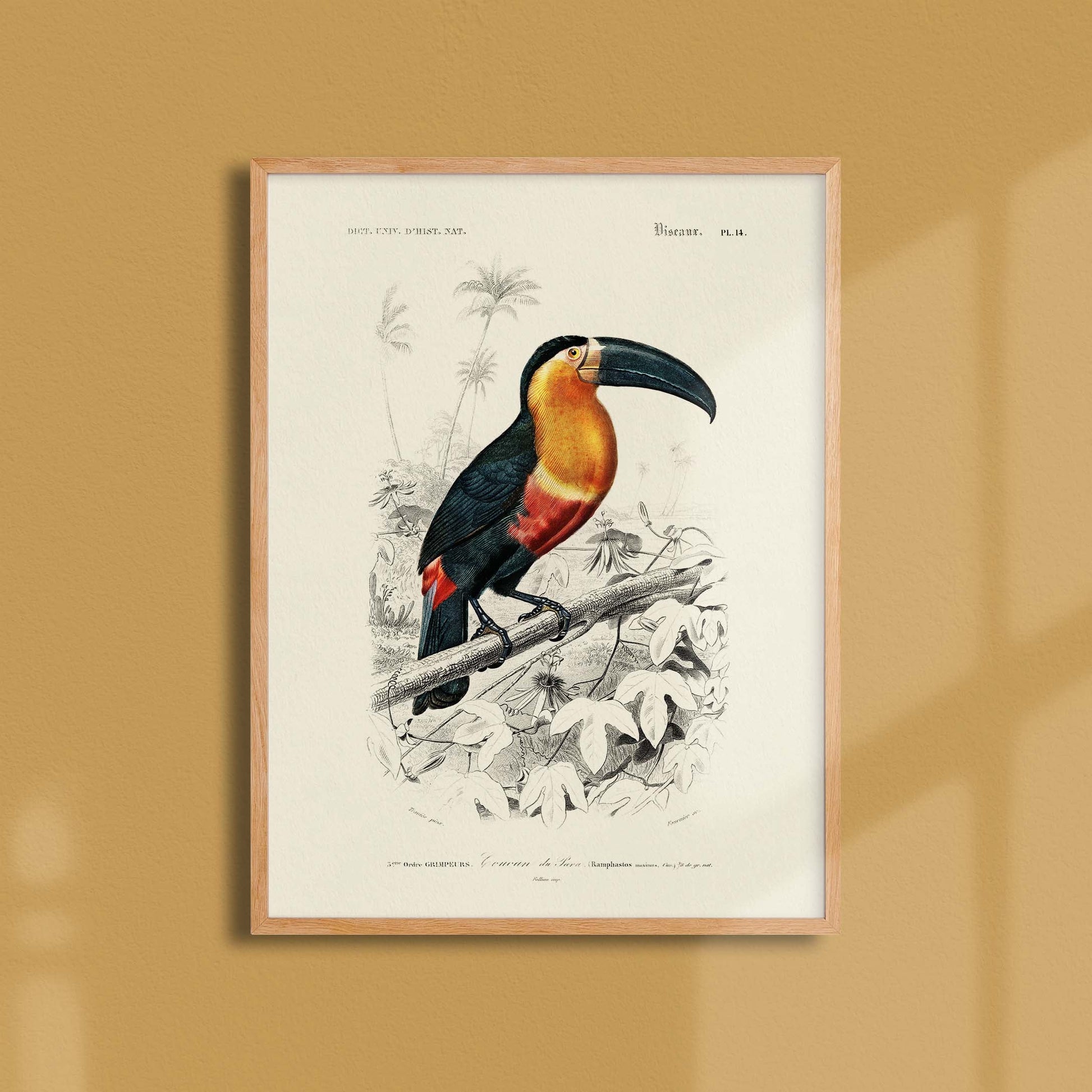 Affiche Dictionnaire universel d'histoire naturelle Le toucan de para - DIC0006