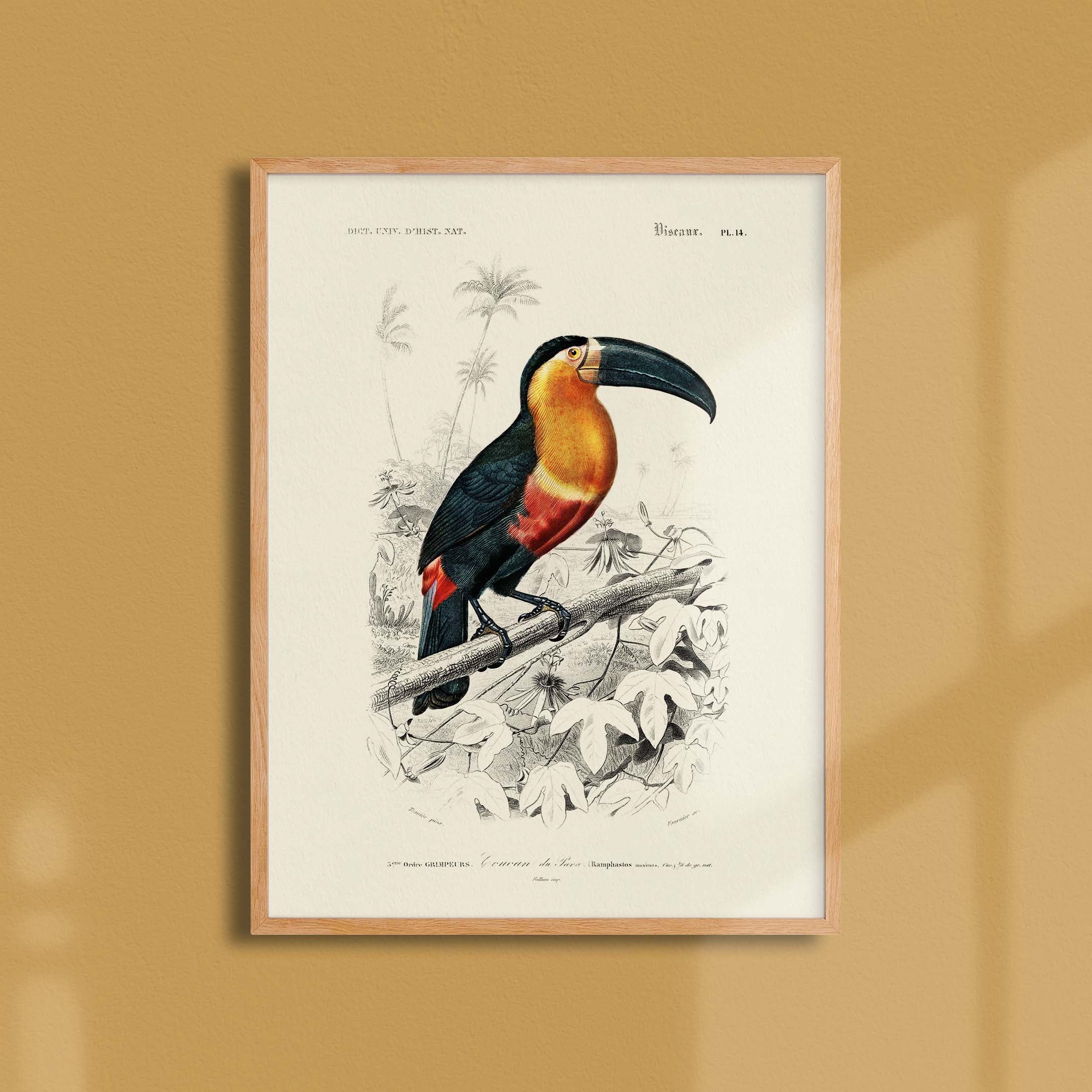Affiche Dictionnaire universel d'histoire naturelle Le toucan de para - DIC0006