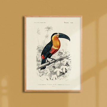 Affiche Dictionnaire universel d'histoire naturelle Le toucan de para - DIC0006
