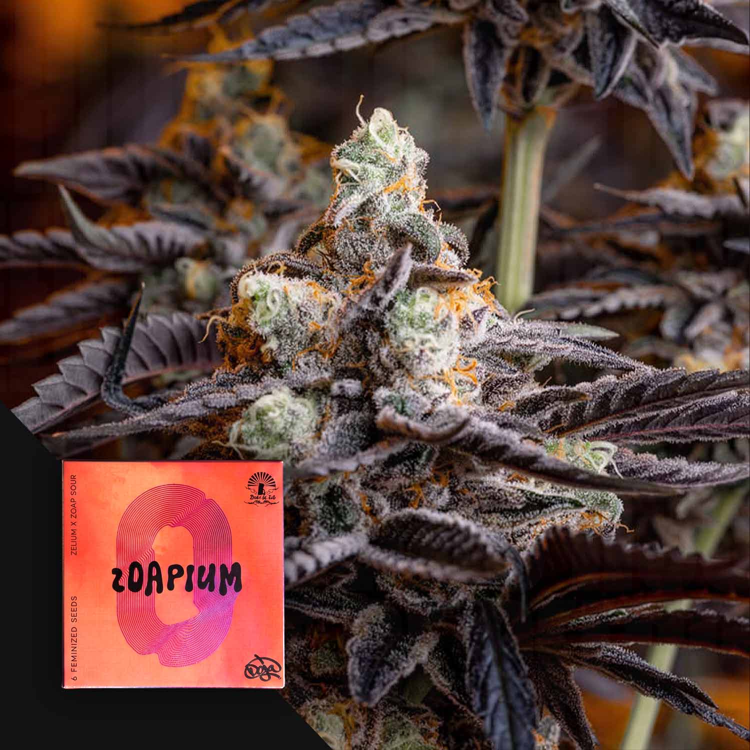 DOJ-ZOP-0