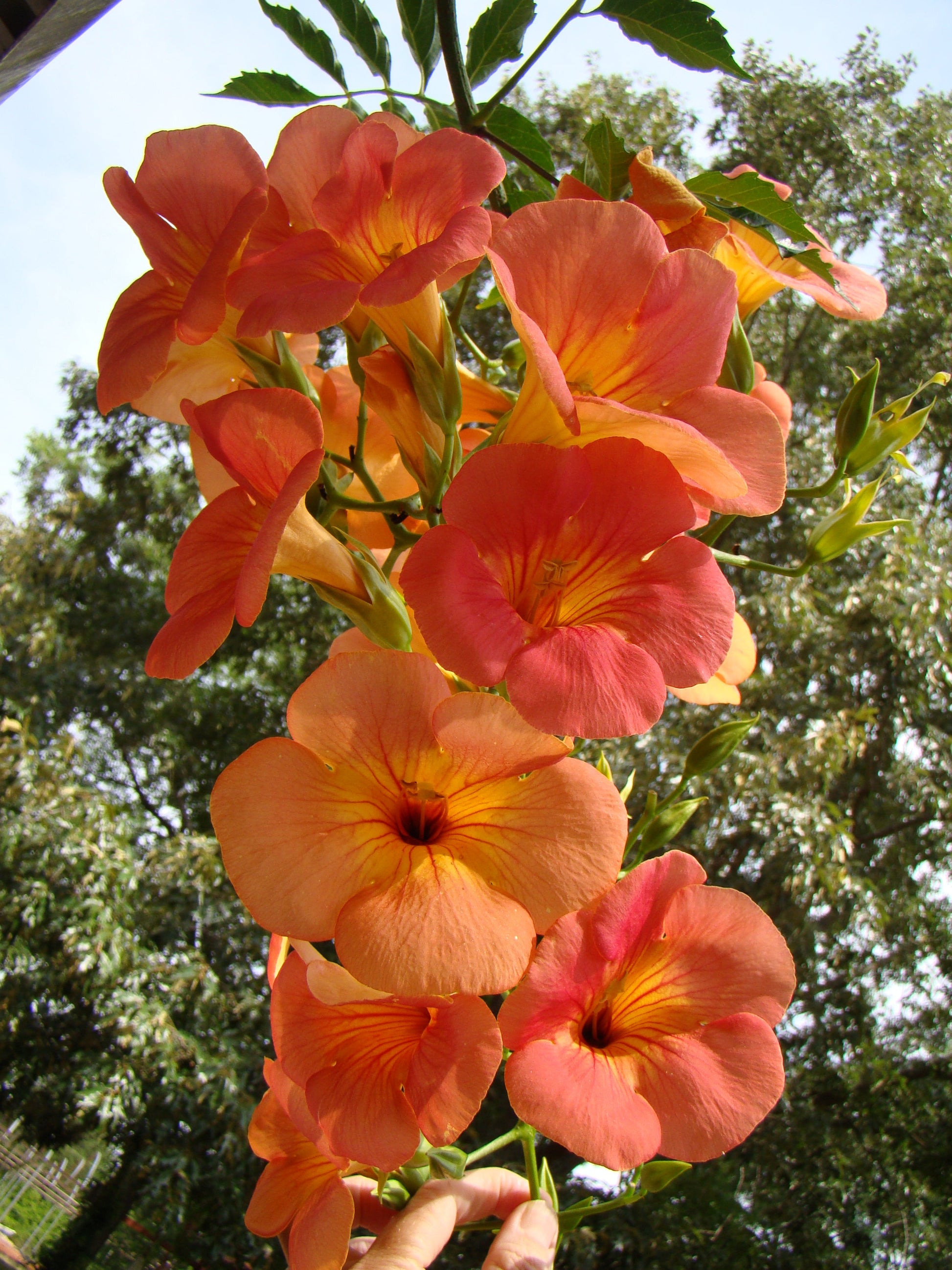 Campsis grandiflora Morning Calm - Brushwood Nursery, Clematis Specialists