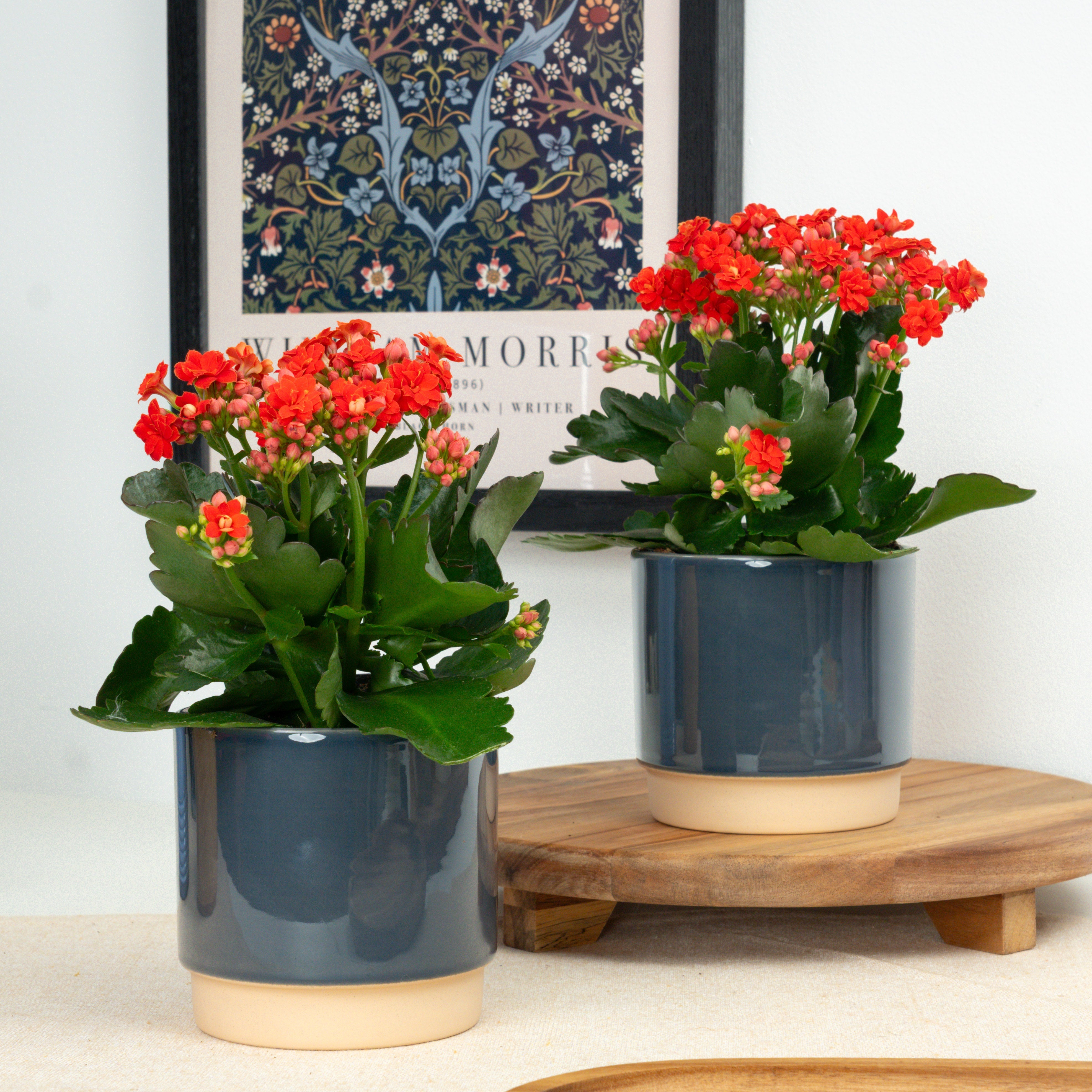 Flowering Red Kalanchoe
