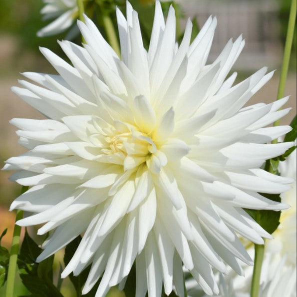 Dahlia 'My Love' - Cactus (1 farm tuber)