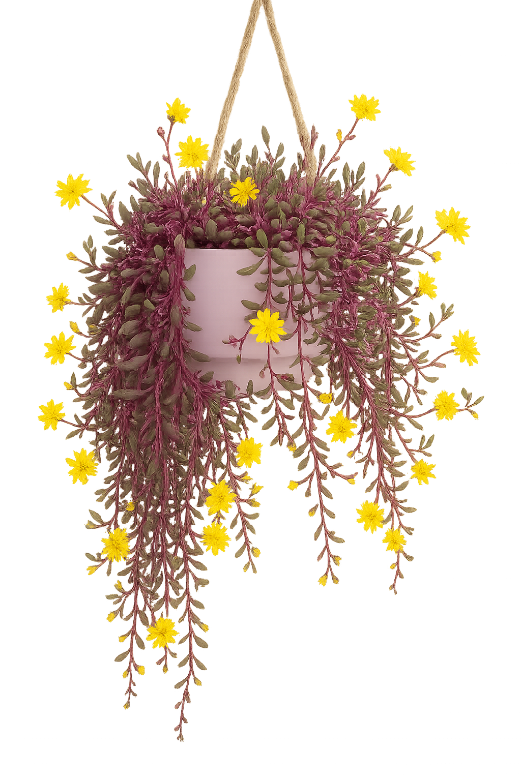 Othonna Capensis Rare Ruby Necklace  Capensis Succulent 4in Pot Little Pickles Live Plant