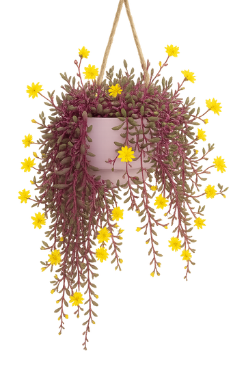 Othonna Capensis Rare Ruby Necklace  Capensis Succulent 4in Pot Little Pickles Live Plant