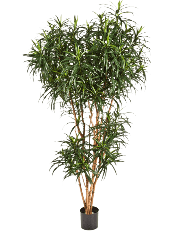 Dracaena Reflexa Anita.
