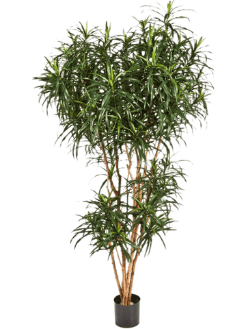 Dracaena Reflexa Anita.