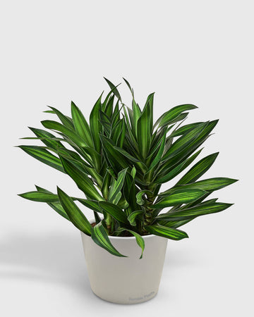 Dracaena Reflexa Song of Jamaica
