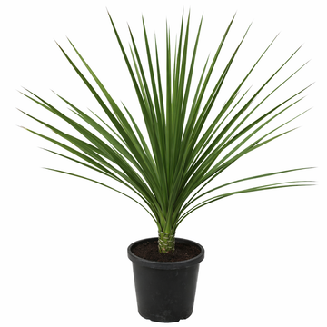 Dracaena indivisia tropical green spiky leaves potted indoor ornamental plant