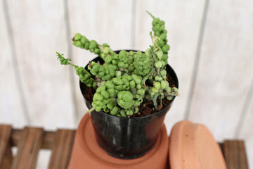 Dischidia nummularia 'Dragon Jade' 4-inch
