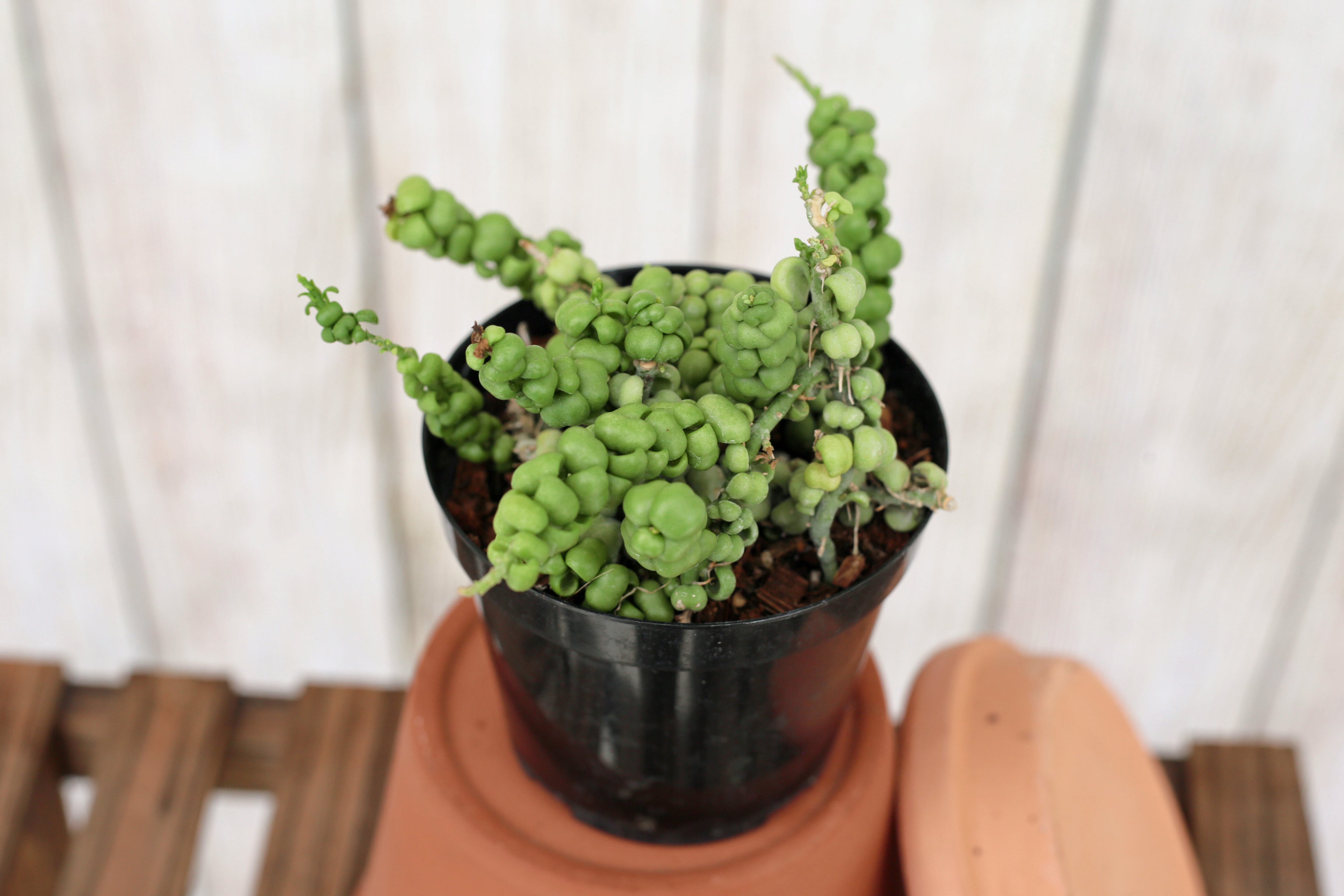 Dischidia nummularia 'Dragon Jade' 4-inch