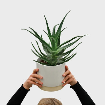 Aloe Pflanze frisch und direkt vom Gärtner kaufen