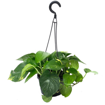 Epipremnum/Pothos Golden (Hanging Basket) 6"