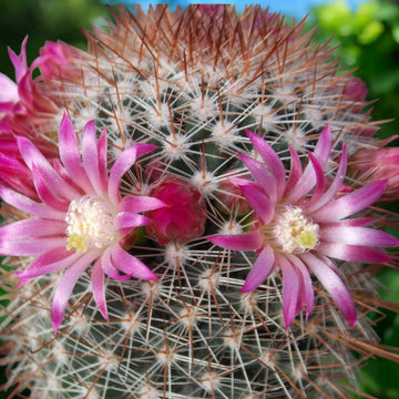 Mammillaria magnifica – globular cactus with decorative spines and delicate flowers