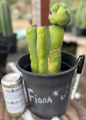 #EC321 EXACT Trichocereus Fiona Variegated Marbled Cactus 8.5”-Cactus - Large - Exact-The Succulent Source