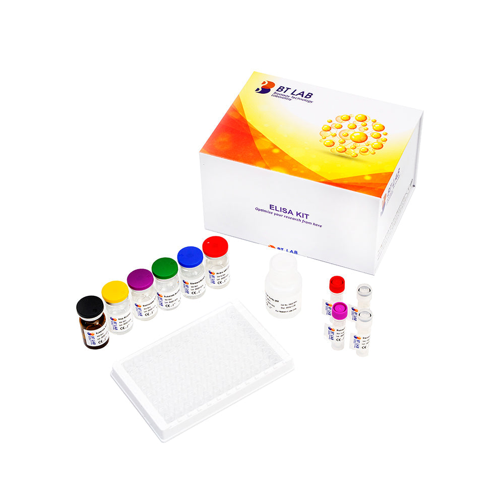Rat Immunoglobulin A, IgA ELISA Kit, 96T | Sensitivity: 9.65ng/ml | Range: 10 - 4500ng/L