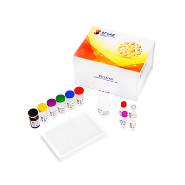 Rat Immunoglobulin A, IgA ELISA Kit, 96T | Sensitivity: 9.65ng/ml | Range: 10 - 4500ng/L