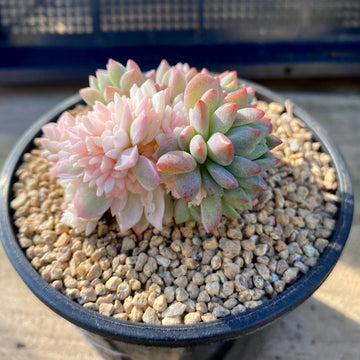 Echeveria prolifica with albino offset