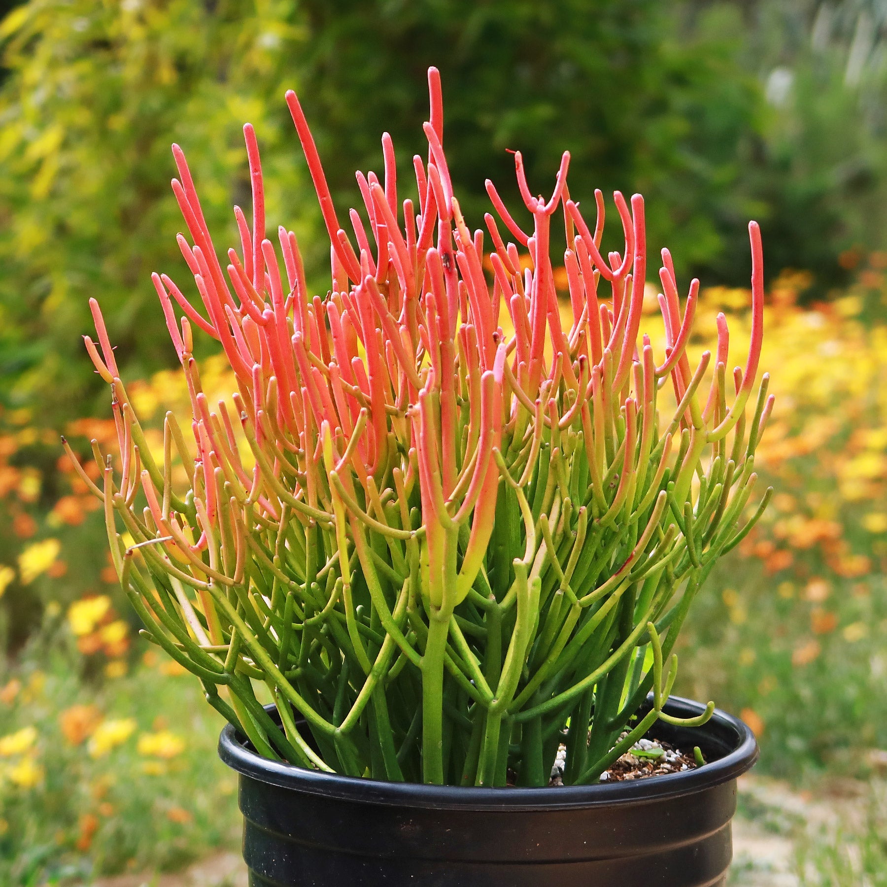 Potted Pencil Cactus 'Firesticks' with green and red-orange stems, displayed outdoors among yellow flowers and lush greenery.