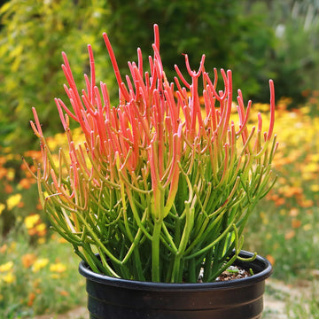 Potted Pencil Cactus 'Firesticks' with green and red-orange stems, displayed outdoors among yellow flowers and lush greenery.