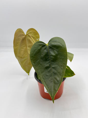 Anthurium nigrolaminum Gigi - 4in